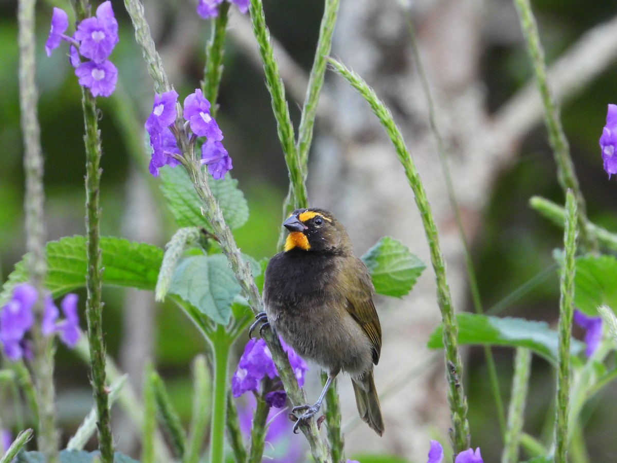 Yellow-faced Grassquit - ML510214931