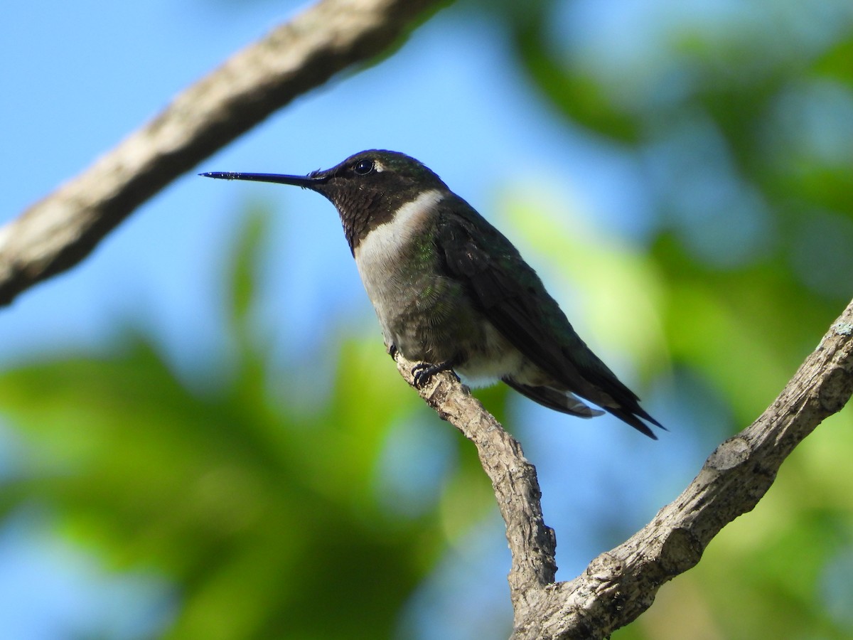 Colibri à gorge rubis - ML510215591