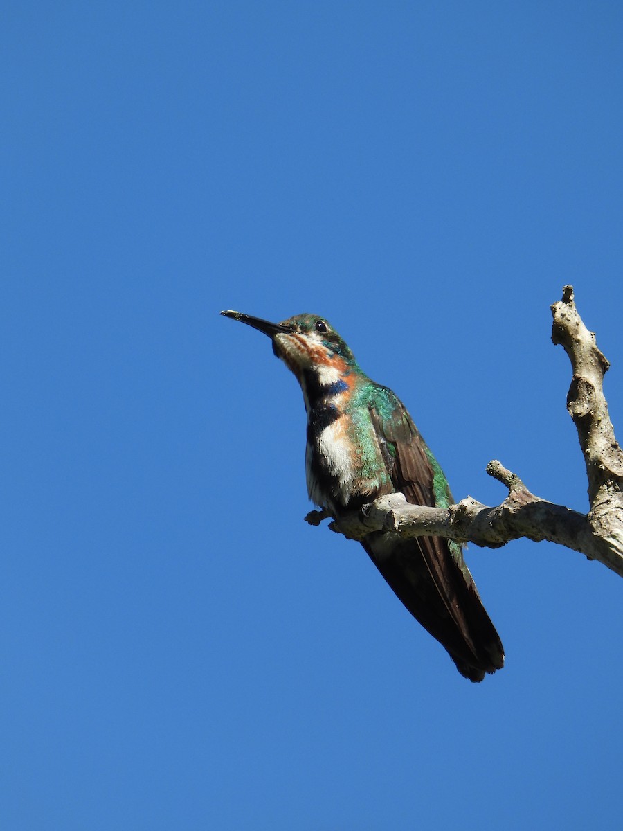 Green-breasted Mango - ML510215601