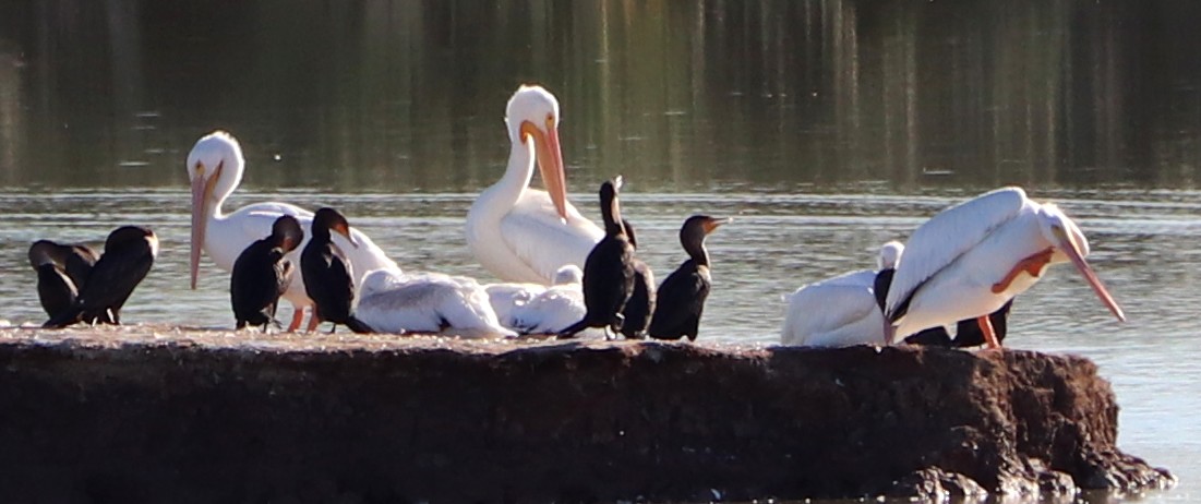 American White Pelican - ML510215711