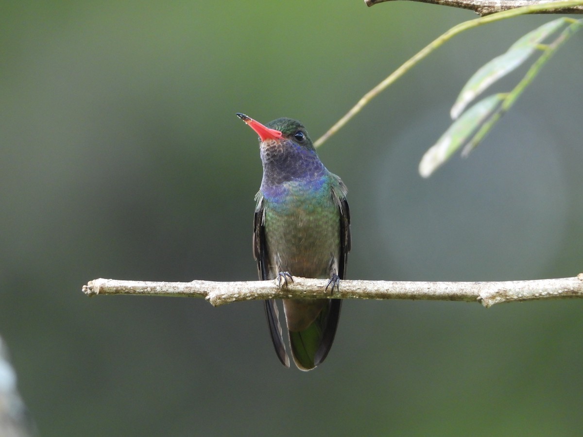 Colibri d'Élicia - ML510216261