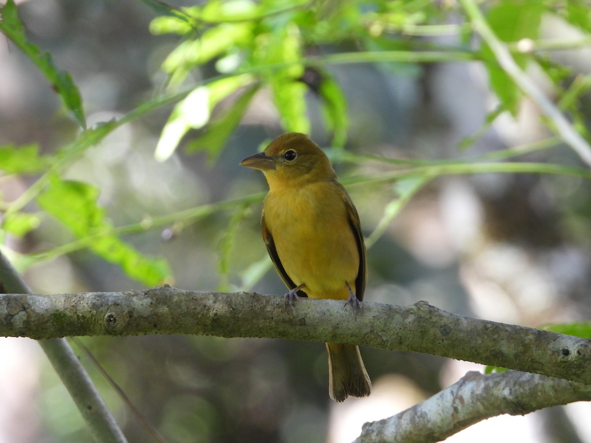 Summer Tanager - ML510216441