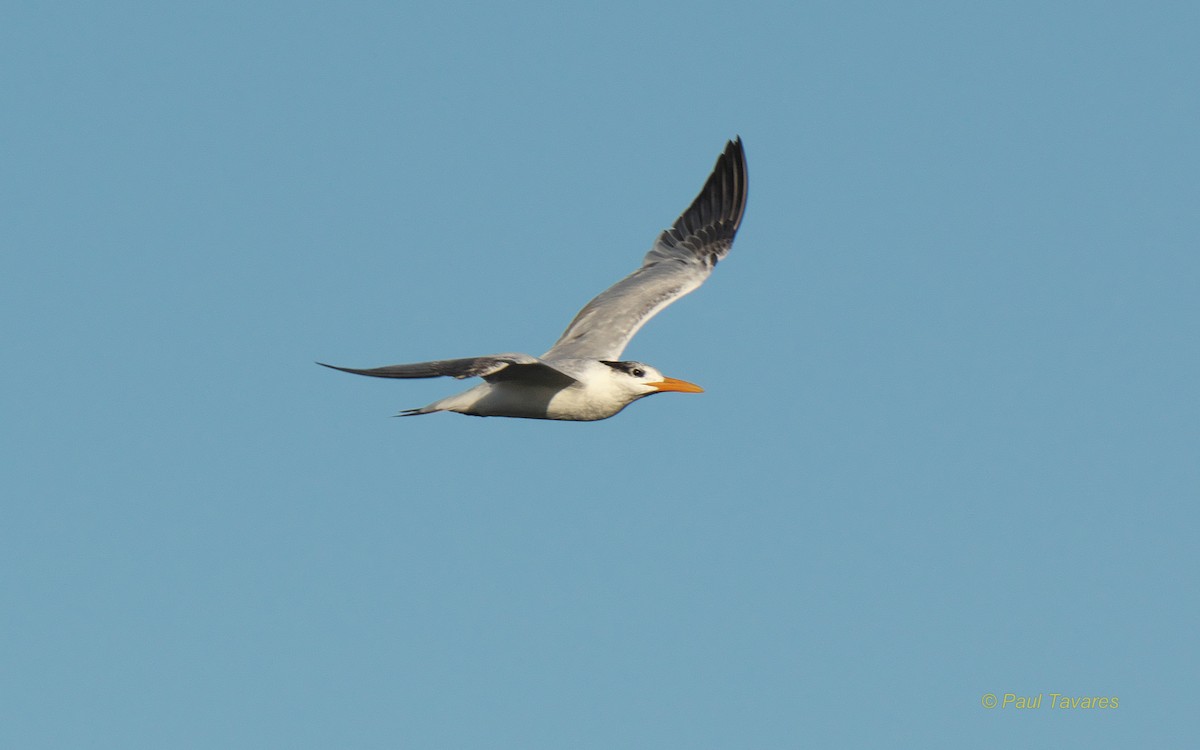 Royal Tern - ML51021671
