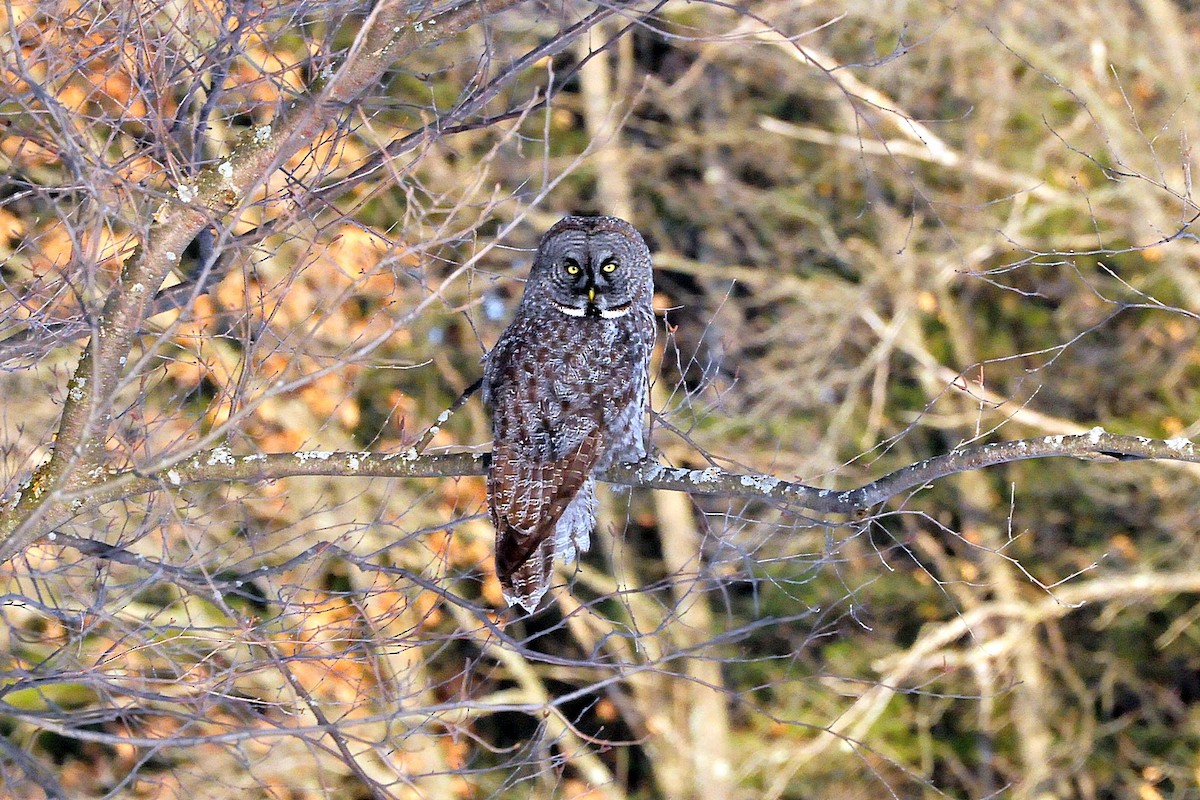 Great Gray Owl - Joel Trick