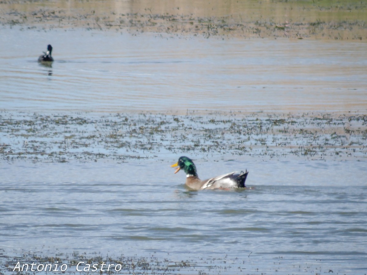 Fehlfarben-Stockente/Hausente - ML510218011