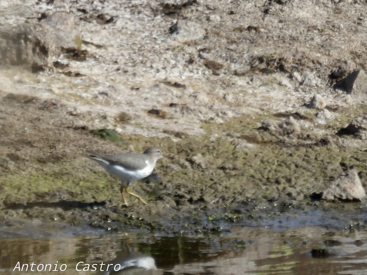 Spotted Sandpiper - ML510218041