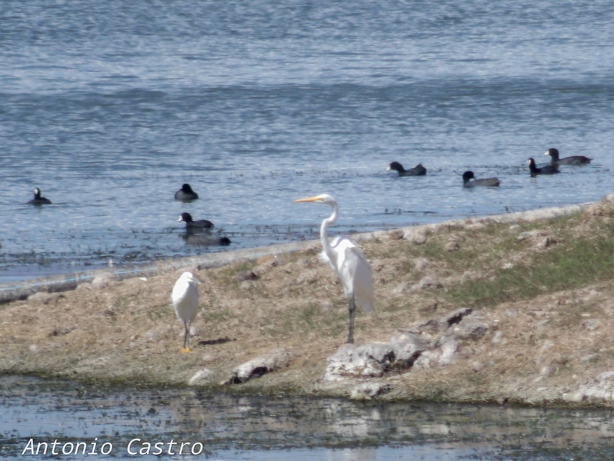 Great Egret - ML510218081