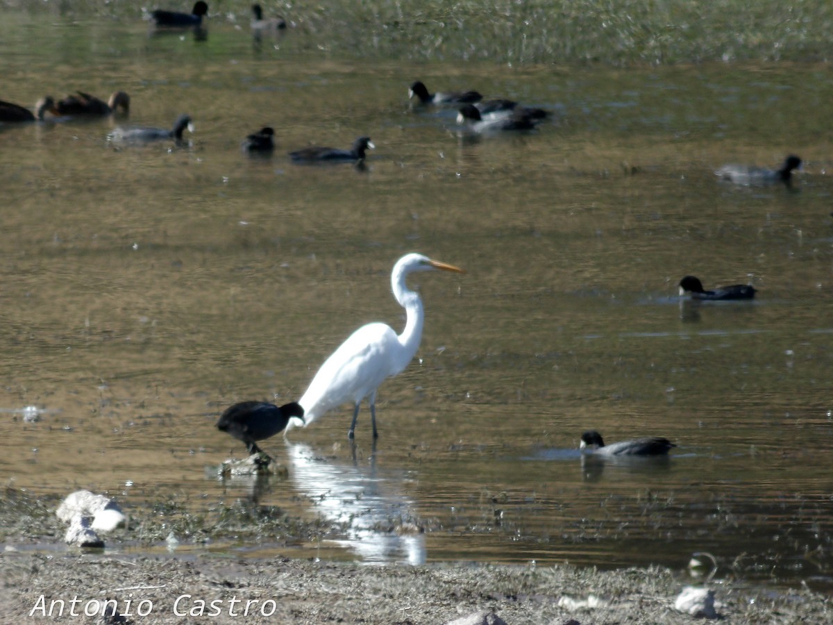 Great Egret - ML510218091