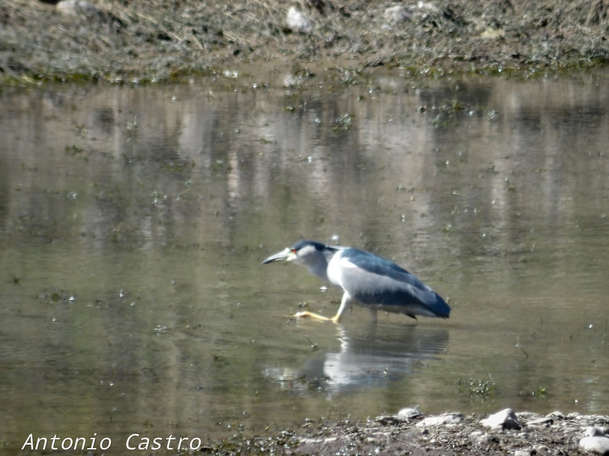 Black-crowned Night Heron - ML510218131