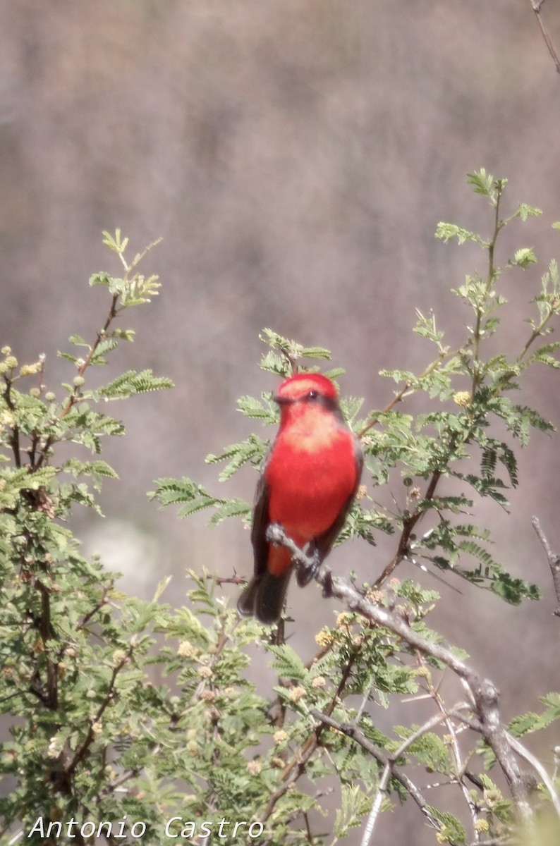 Vermilion Flycatcher - Sergio Castañeda Ramos