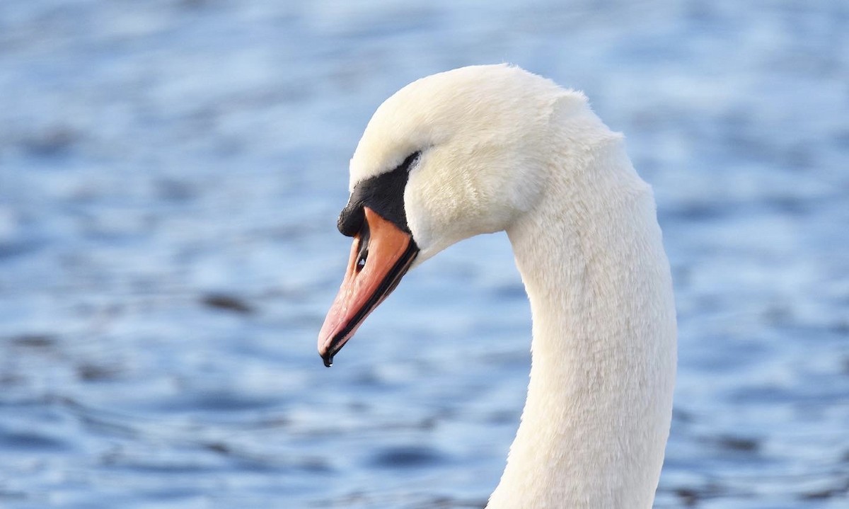 Хуруут хун - ML510218981