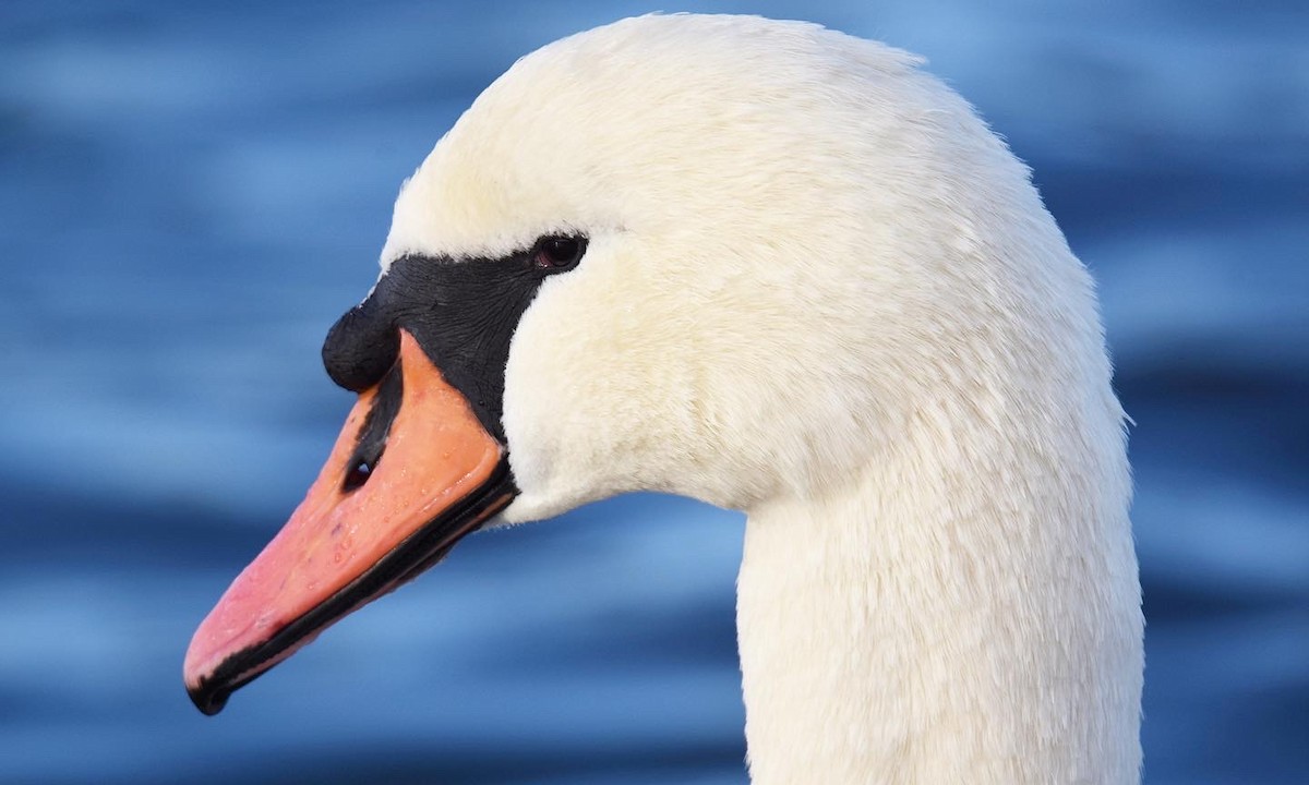 Хуруут хун - ML510218991