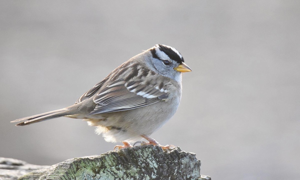White-crowned Sparrow - ML510219221