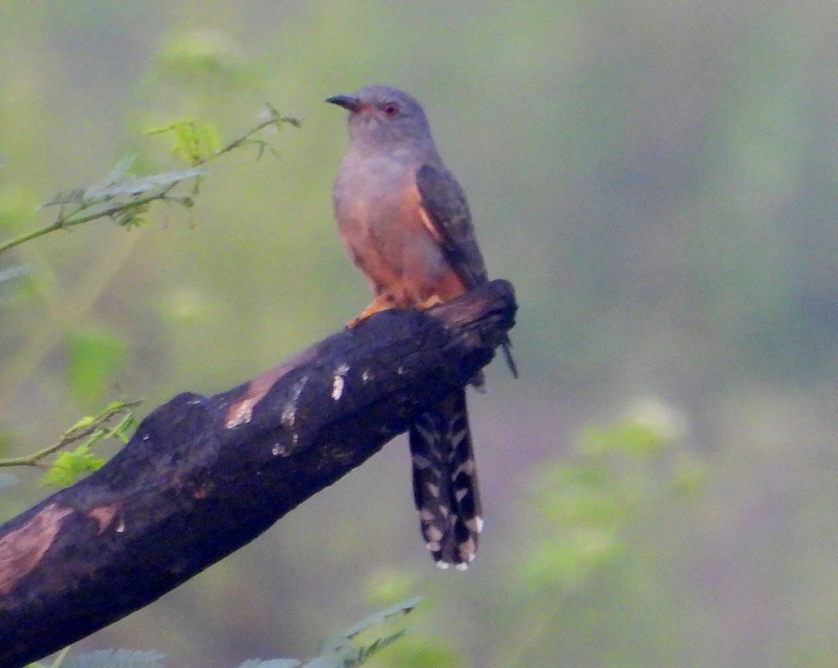 Plaintive Cuckoo - ML510219231