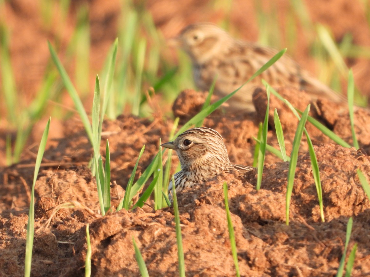 Eurasian Skylark - Itay Berger