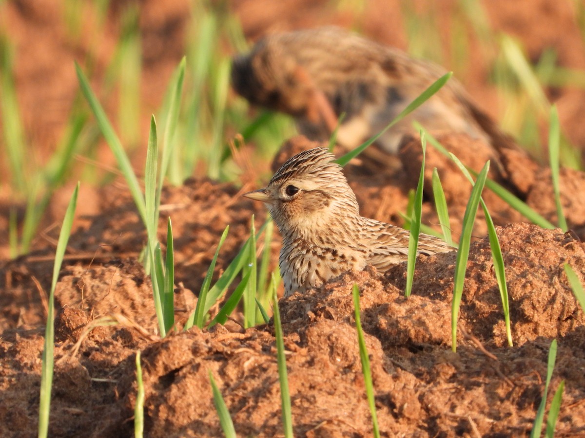 Eurasian Skylark - Itay Berger