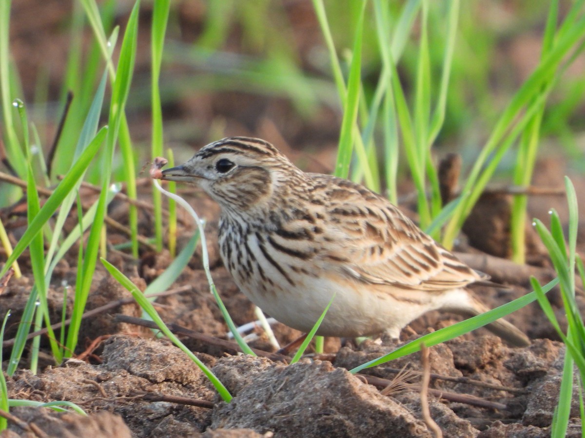 Eurasian Skylark - Itay Berger