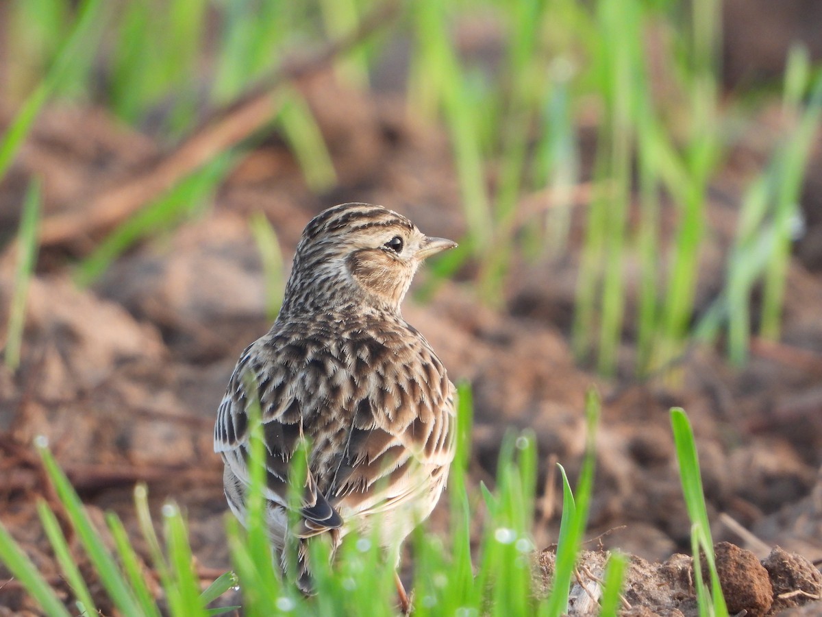 Eurasian Skylark - ML510219851