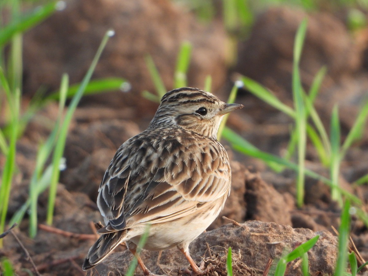 Eurasian Skylark - ML510219861