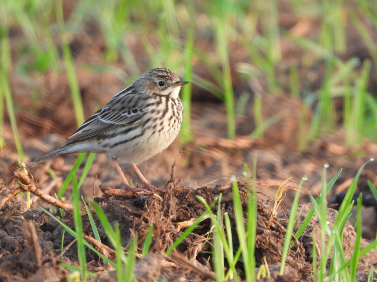 Red-throated Pipit - Itay Berger