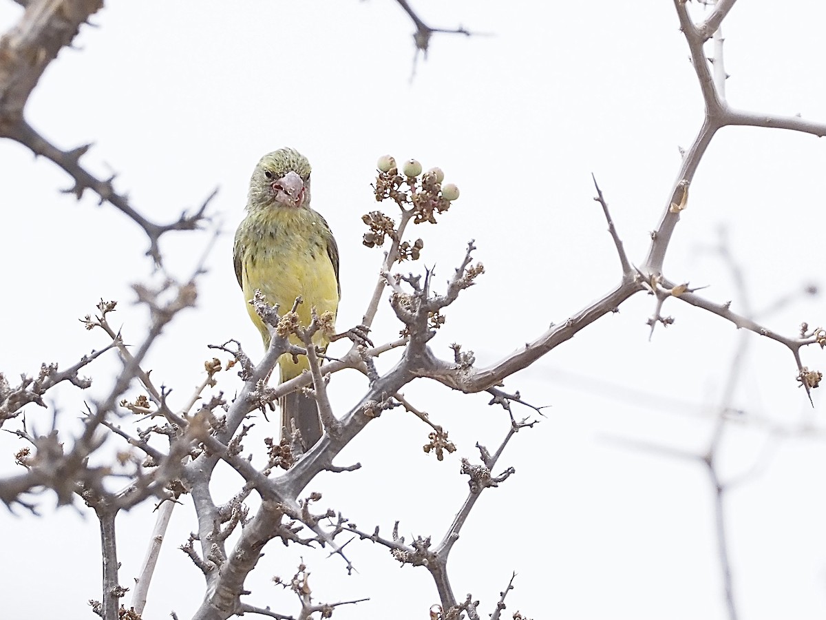 Southern Grosbeak-Canary - ML510221821