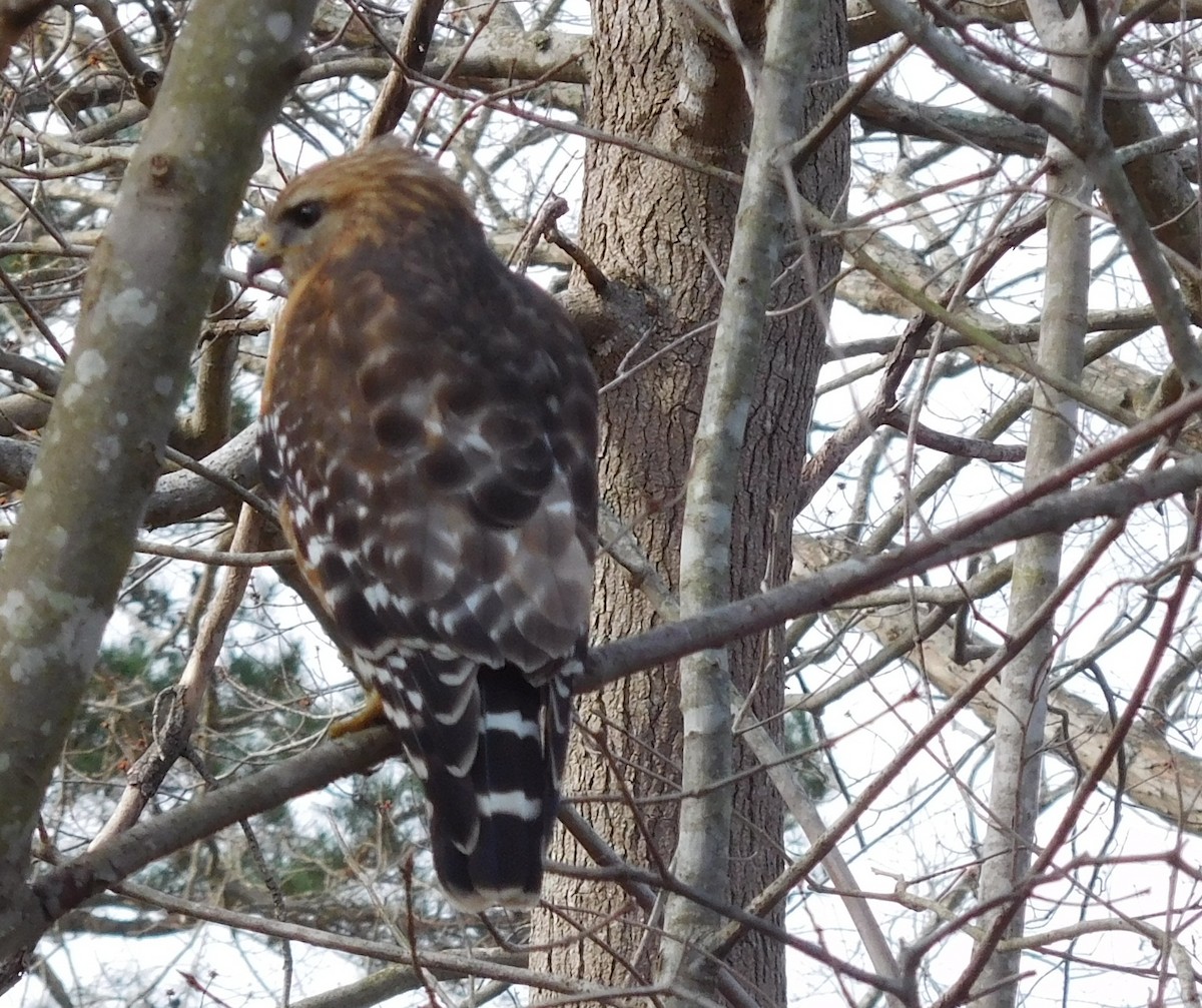 Red-shouldered Hawk - ML51022281