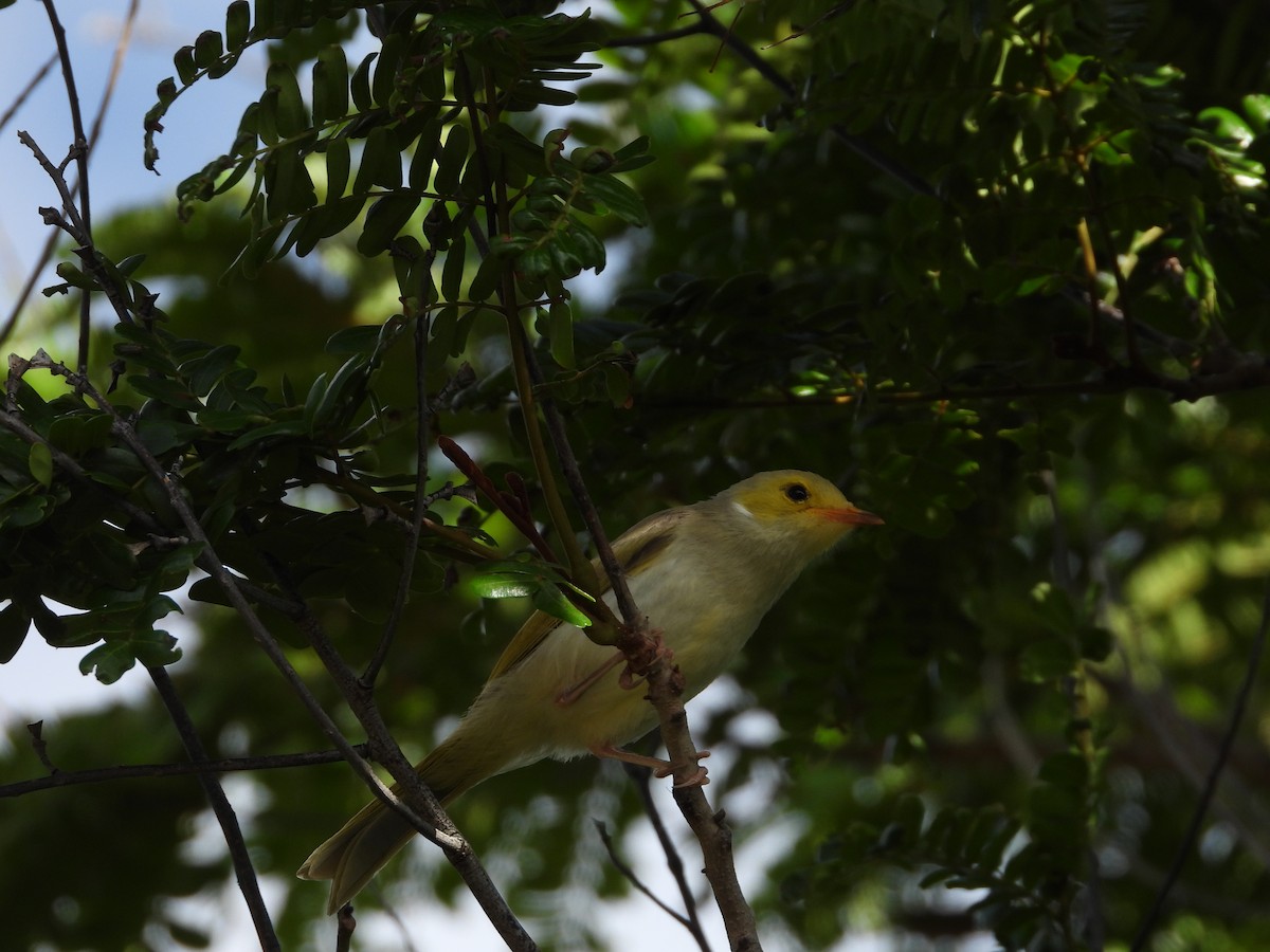 White-plumed Honeyeater - Luke Enright