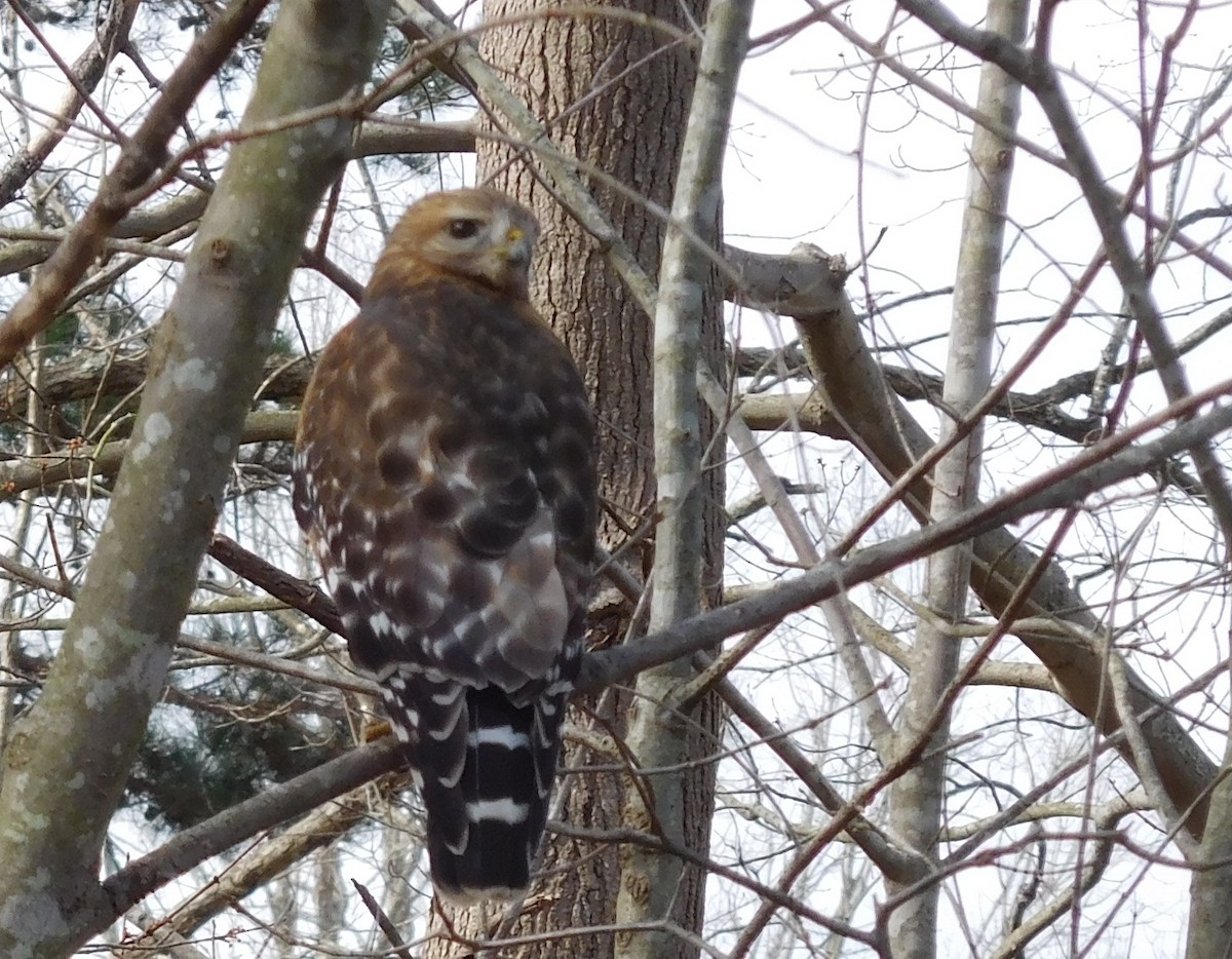 Red-shouldered Hawk - ML51022291