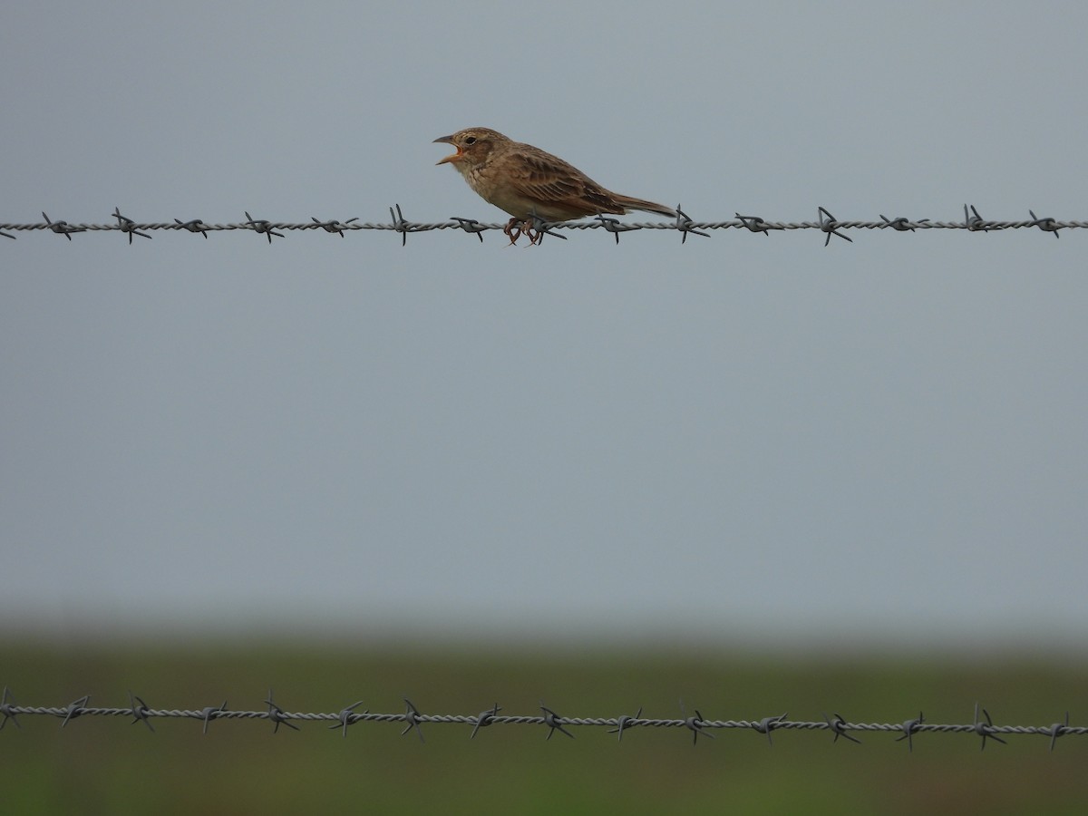 Singing Bushlark (Australasian) - ML510223011