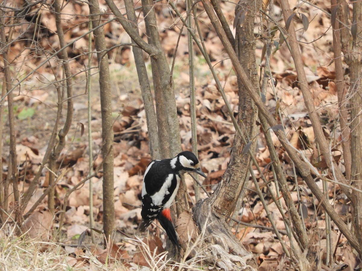 Great Spotted Woodpecker - ML51022371