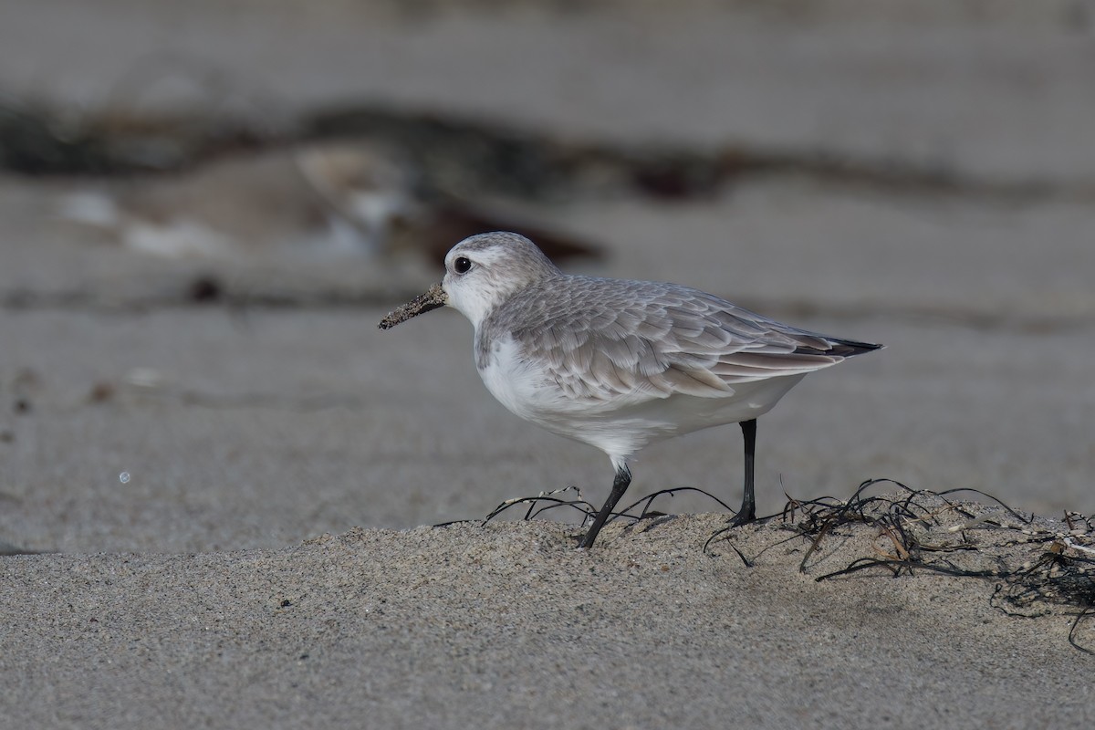 Гурвалж элсэг - ML510223761