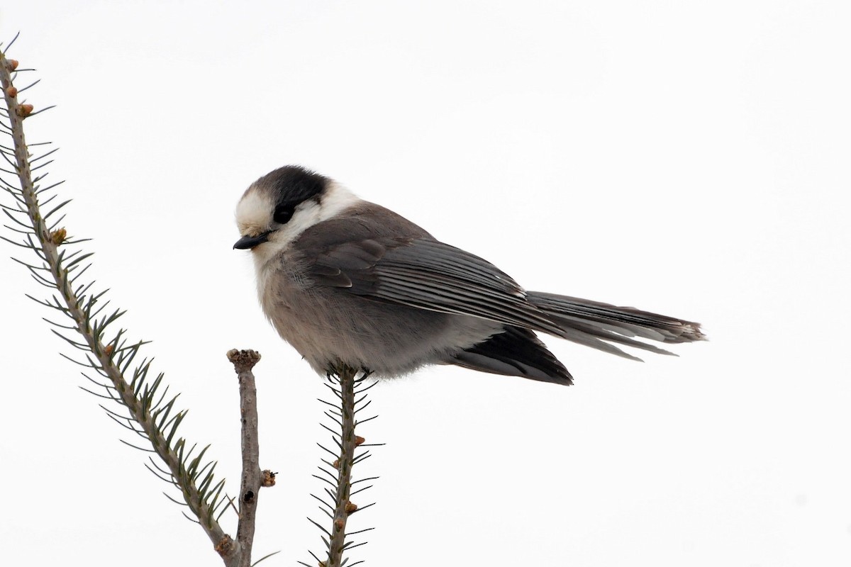 Canada Jay - Joel Trick