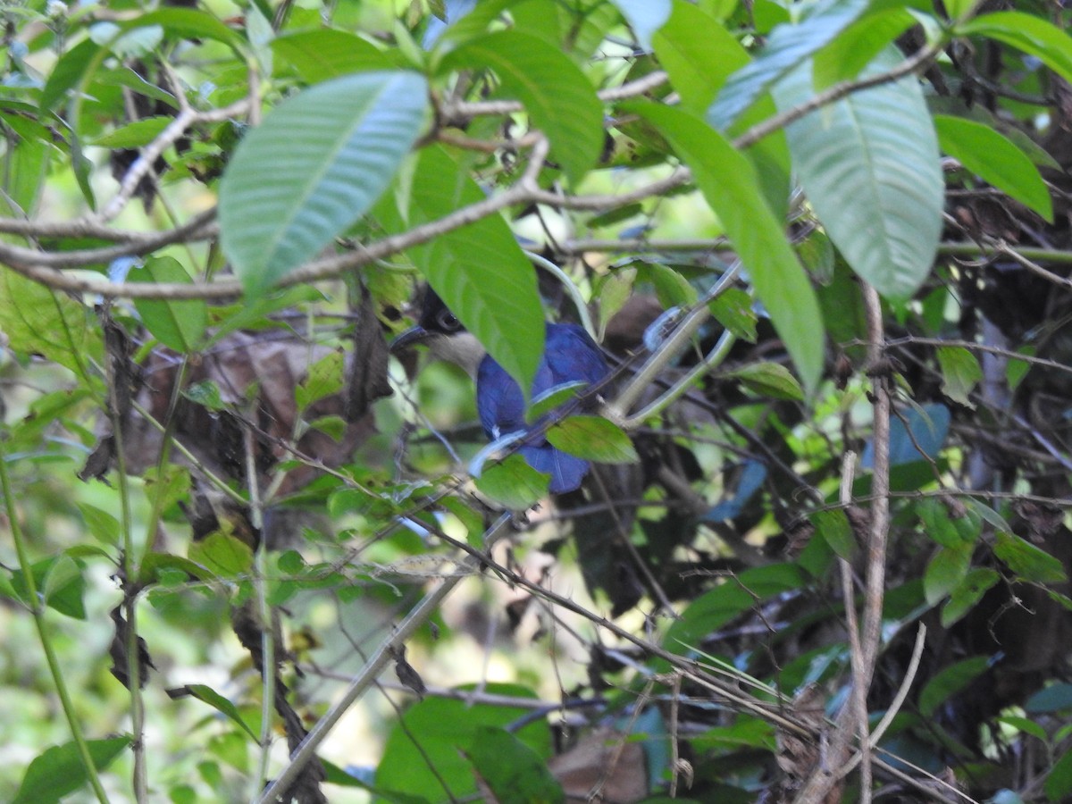 Pied Cuckoo - ML510224421