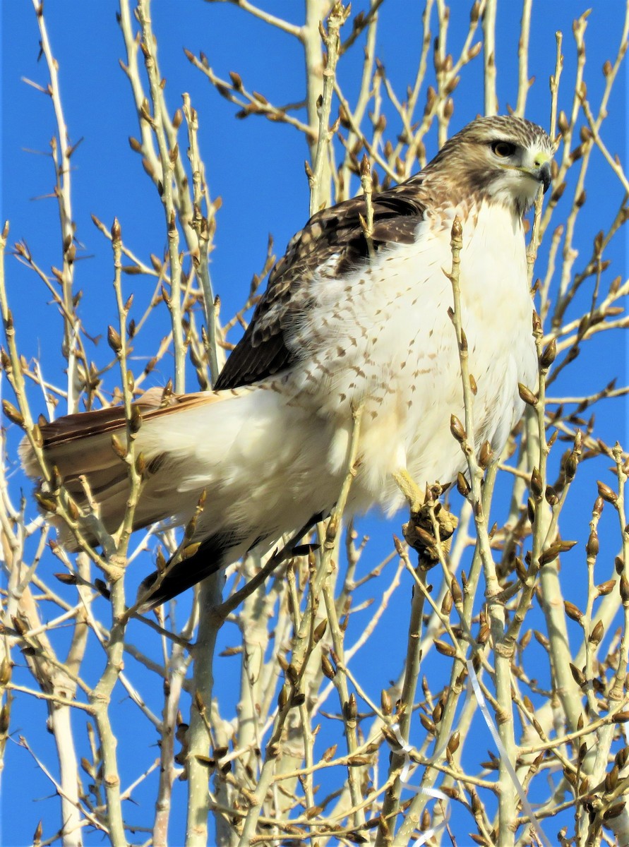 Red-tailed Hawk - ML510224721