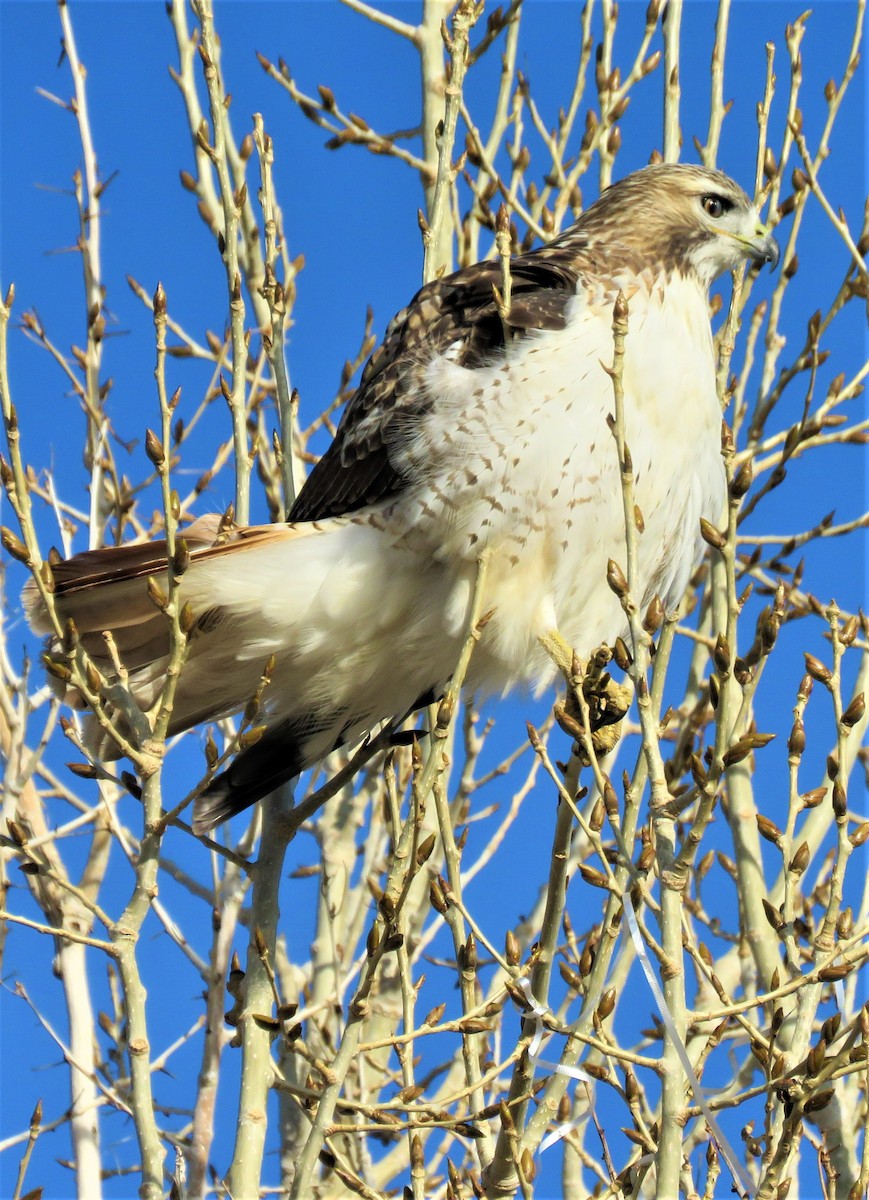 Red-tailed Hawk - ML510224731