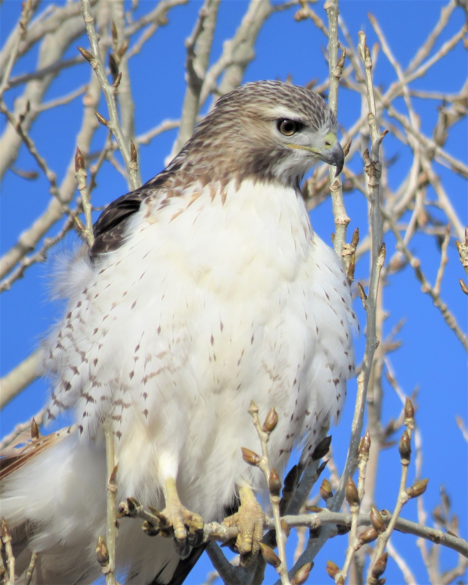 Red-tailed Hawk - ML510224741
