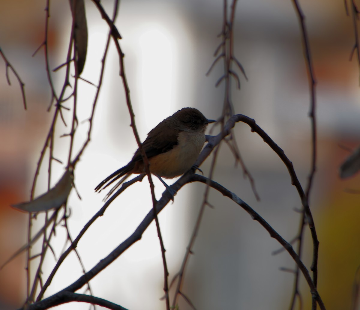 Creamy-breasted Canastero (Dark-winged) - ML510227681