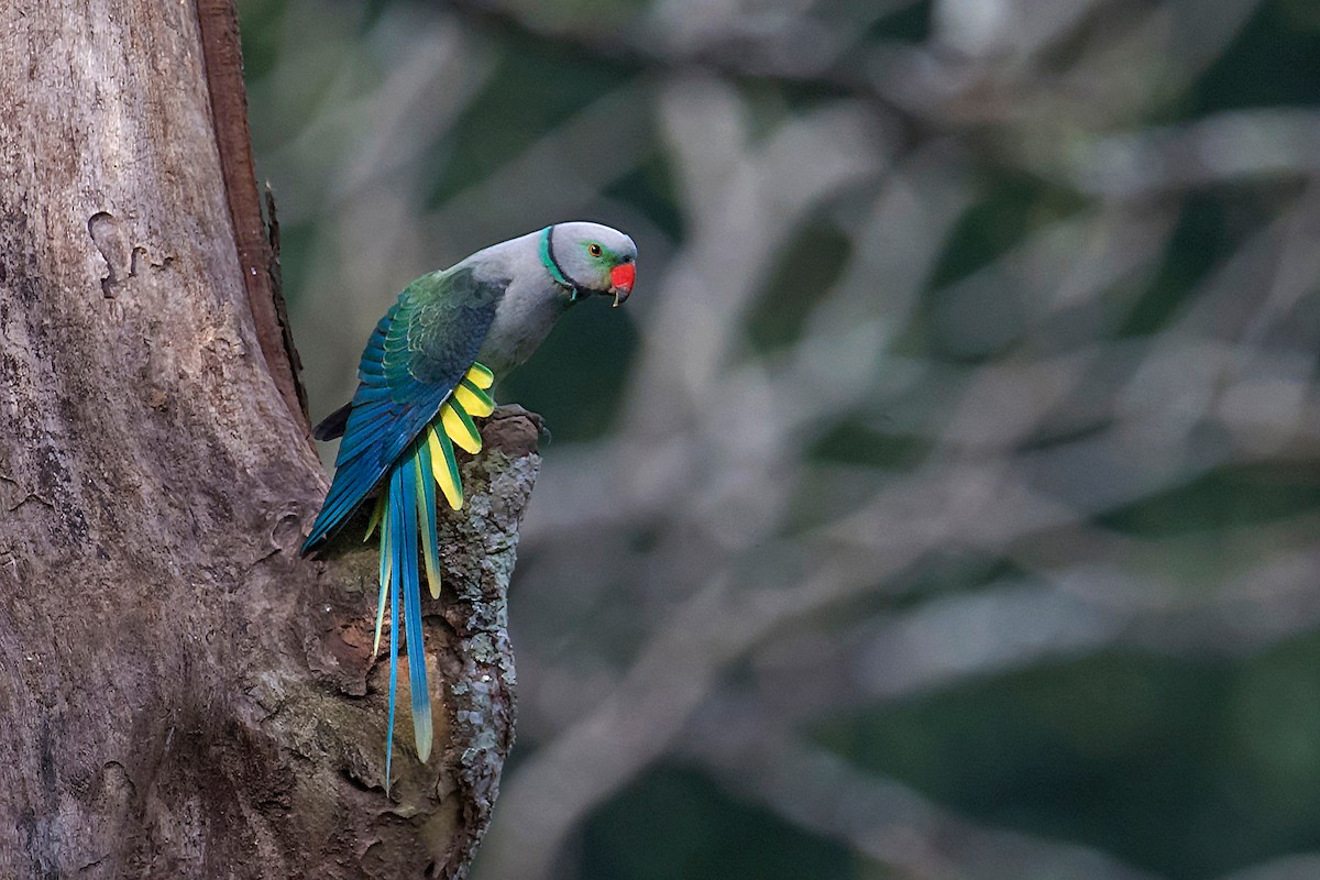 Malabar Parakeet - ML510228071