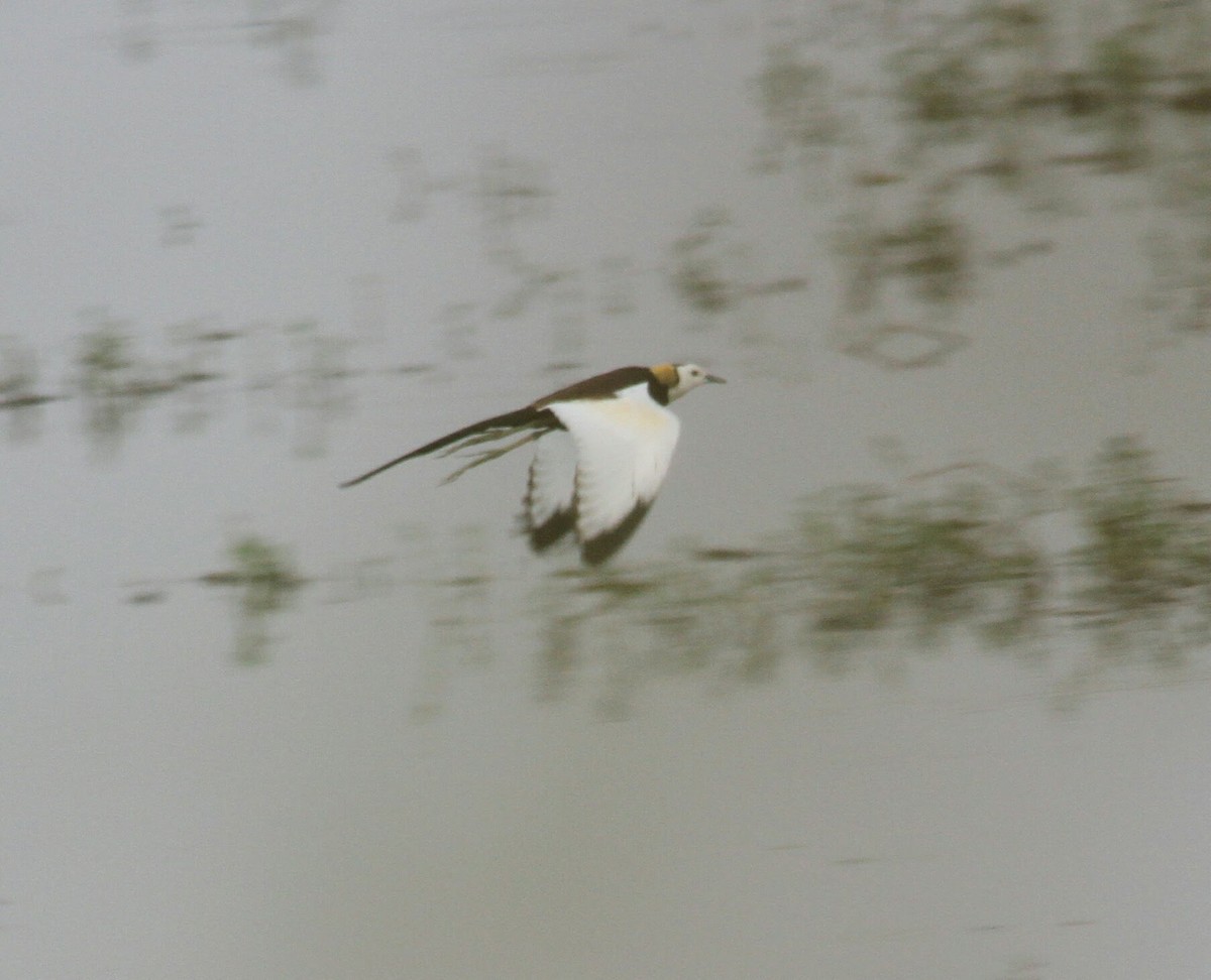 Pheasant-tailed Jacana - ML510228161