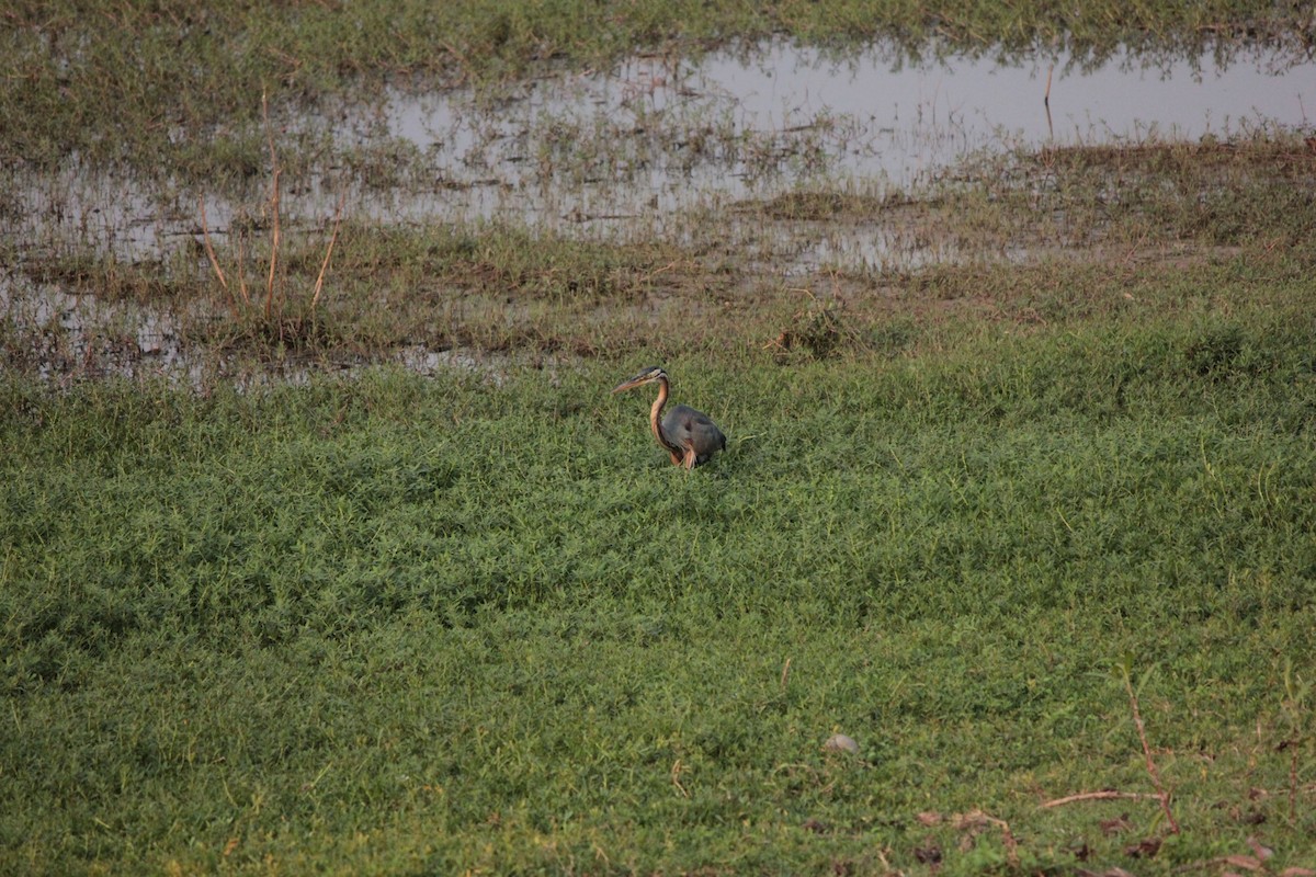 Purple Heron - ML510228181