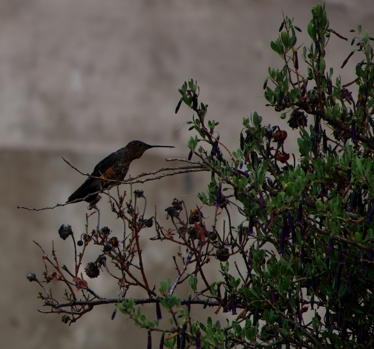 Giant Hummingbird - ML510228801