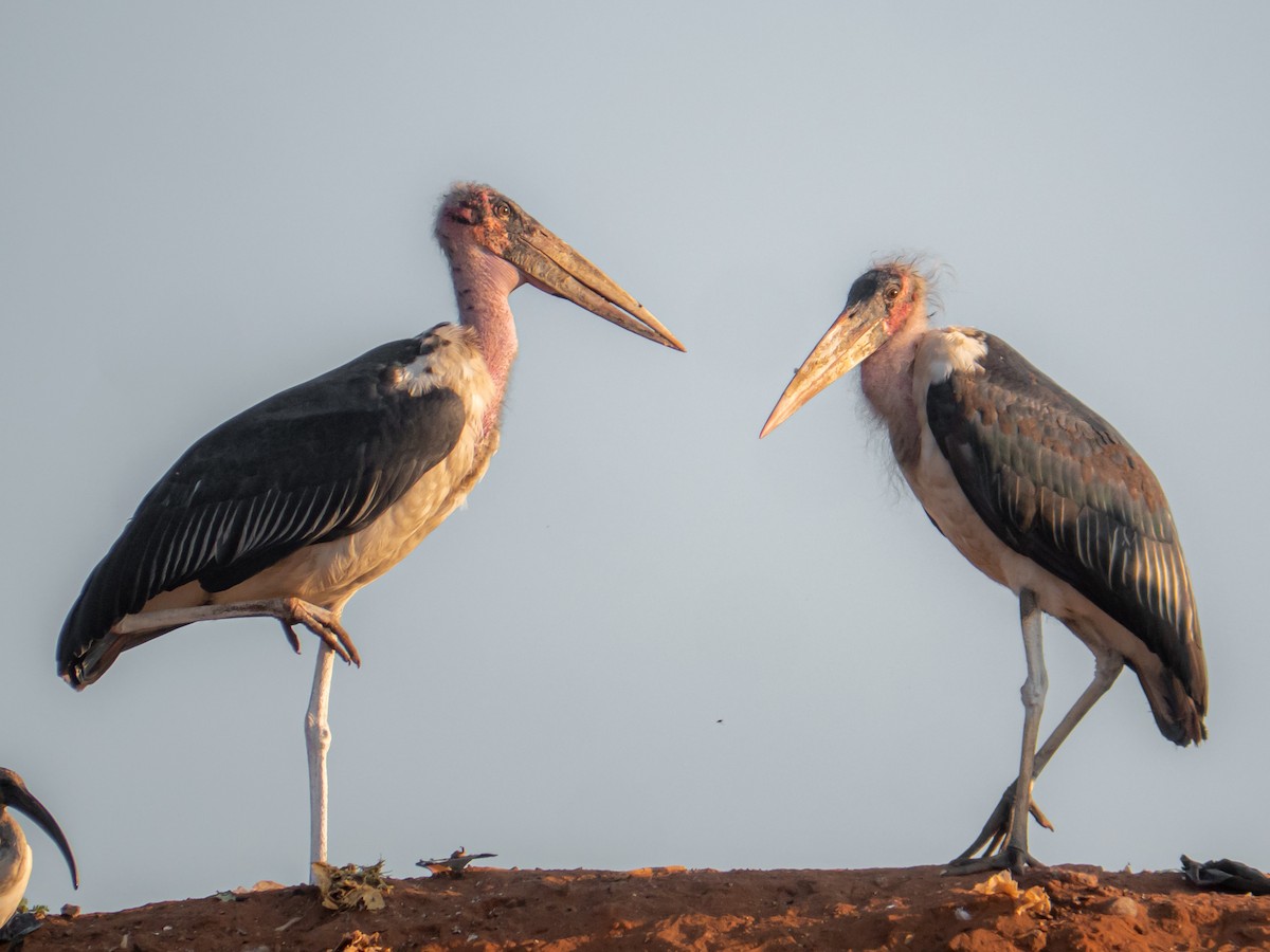 Marabou Stork - ML510229711