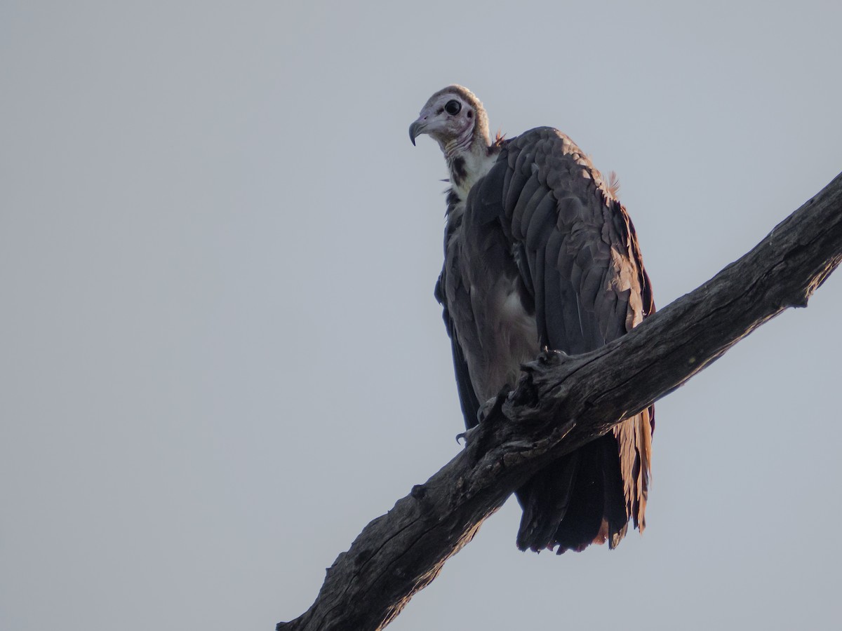 Hooded Vulture - ML510231711