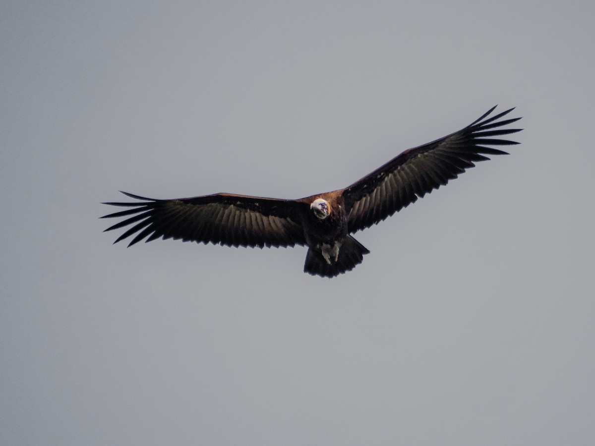 Hooded Vulture - ML510231731