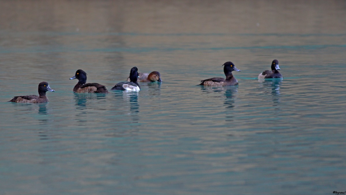 Tufted Duck - ML510231981