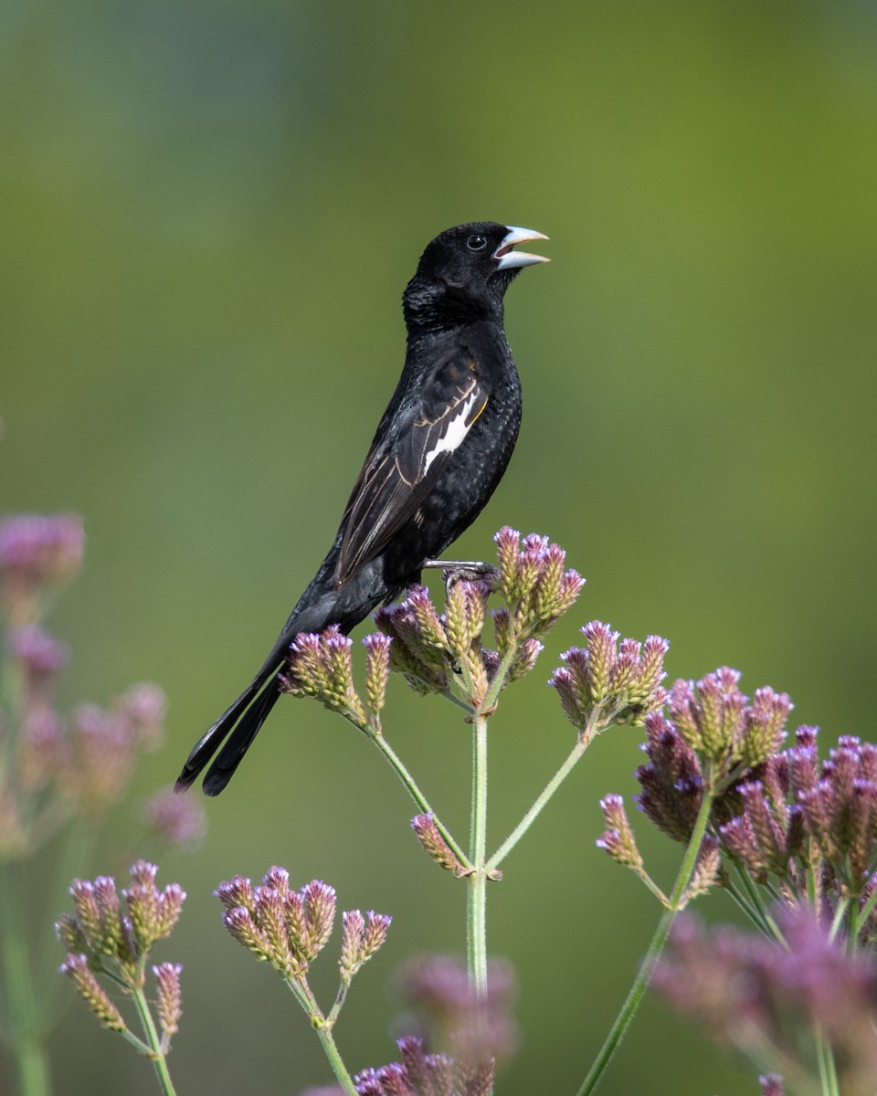 White-winged Widowbird - ML510232571