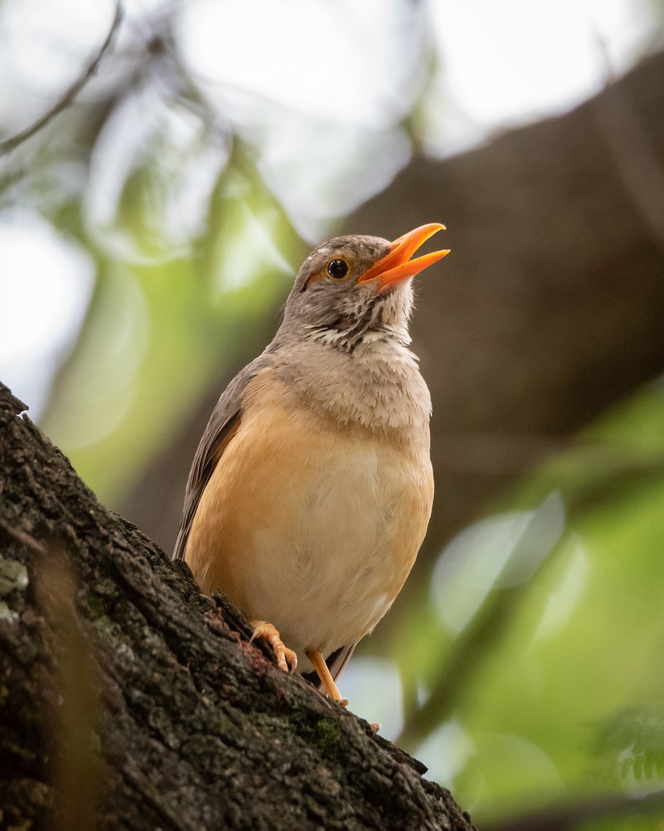 Kurrichane Thrush - ML510232701