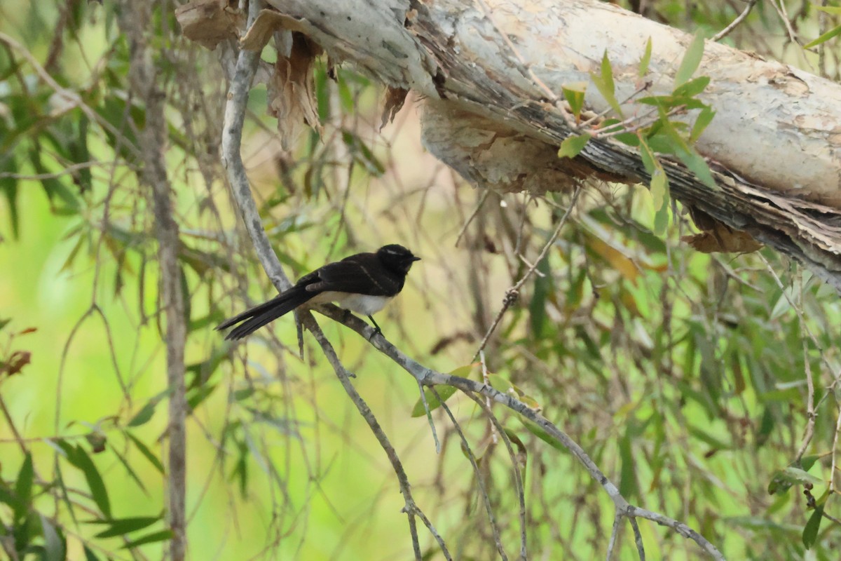 Willie-wagtail - ML510232731