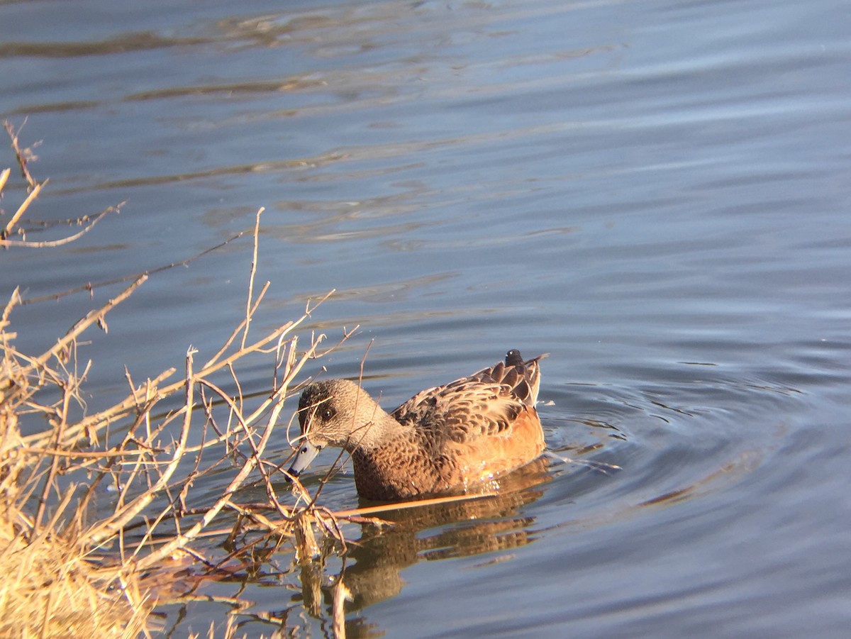 American Wigeon - ML51023281
