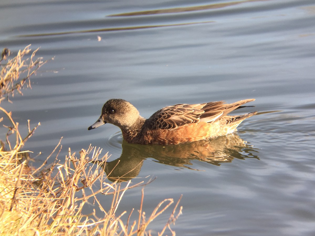 American Wigeon - ML51023291